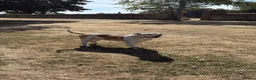 American Bulldog dogs for sale: American bulldog Scott type female 3 years old - Advert 2