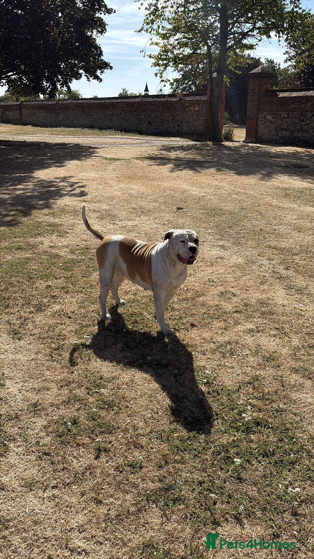 American Bulldog dogs for sale: American bulldog Scott type female 3 years old - Advert 2