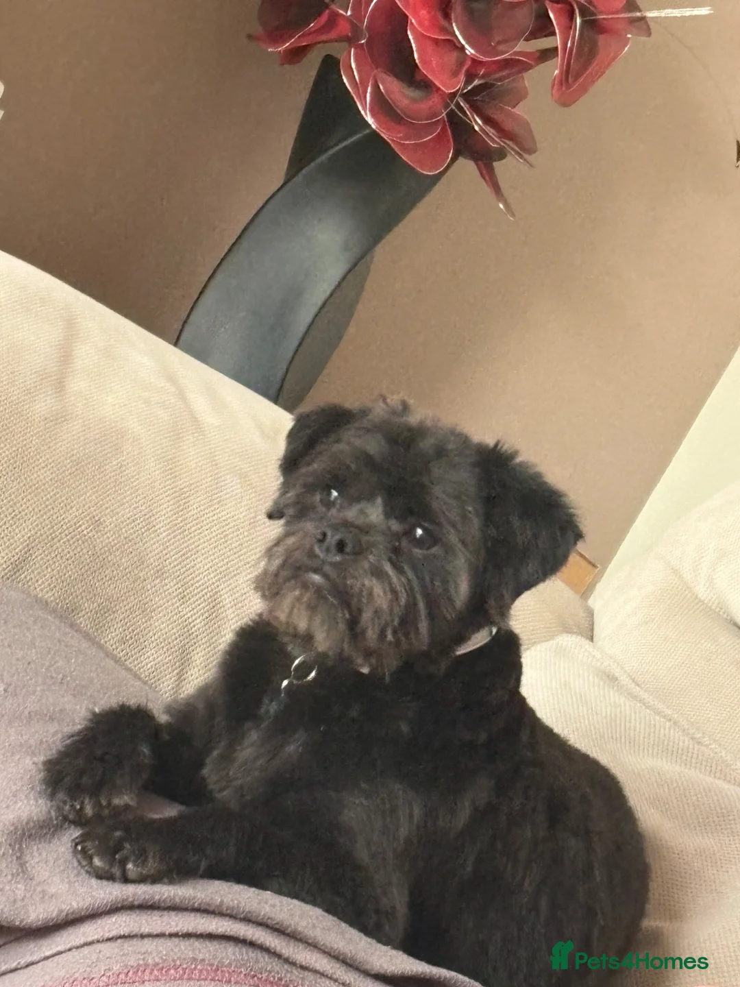 Mixed Breed dogs for sale: 10 month old Shug needs rehoming in Solihull - Advert 2