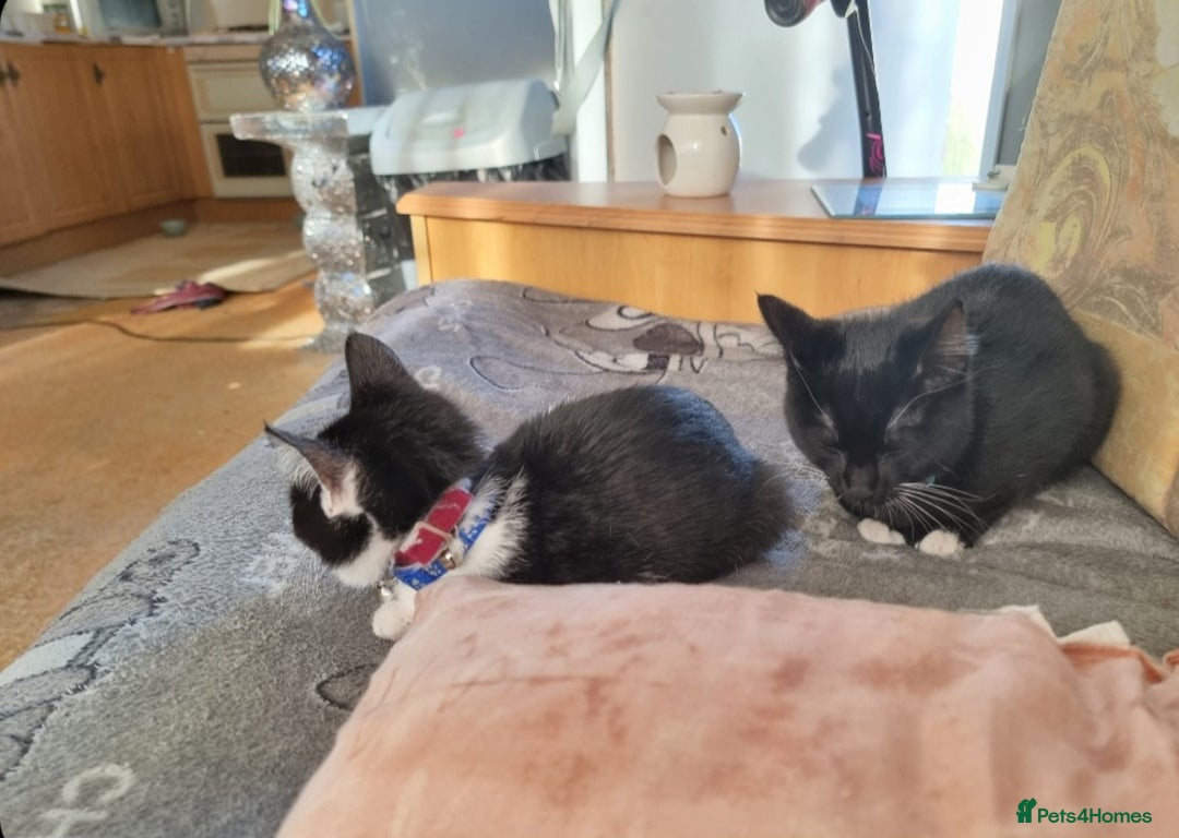 Mixed Breed cats for sale: Male kittens looking for a new home ASAP - Advert 1