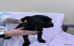 Cane Corso dogs for sale: 5 Gorgeous Black Cane Corsos ready to go🤍 - Image 5