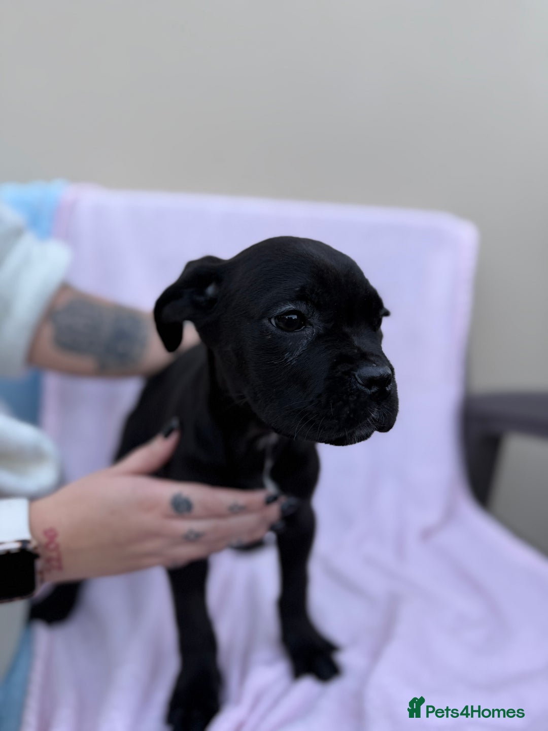 Cane Corso dogs for sale: 5 Gorgeous Black Cane Corsos ready to go🤍 - Image 5