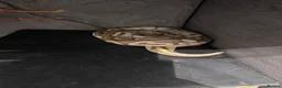 Python Snake reptiles for sale: 3 year old mahavi orange dream bull python  in Hemel Hempstead - Advert 3