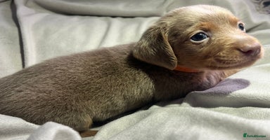 Dachshund dogs - Advert 4