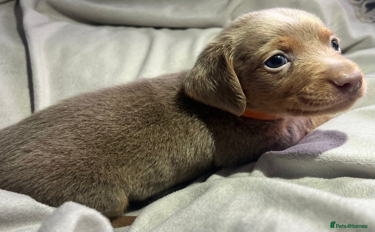 Dachshund dogs - Advert 8