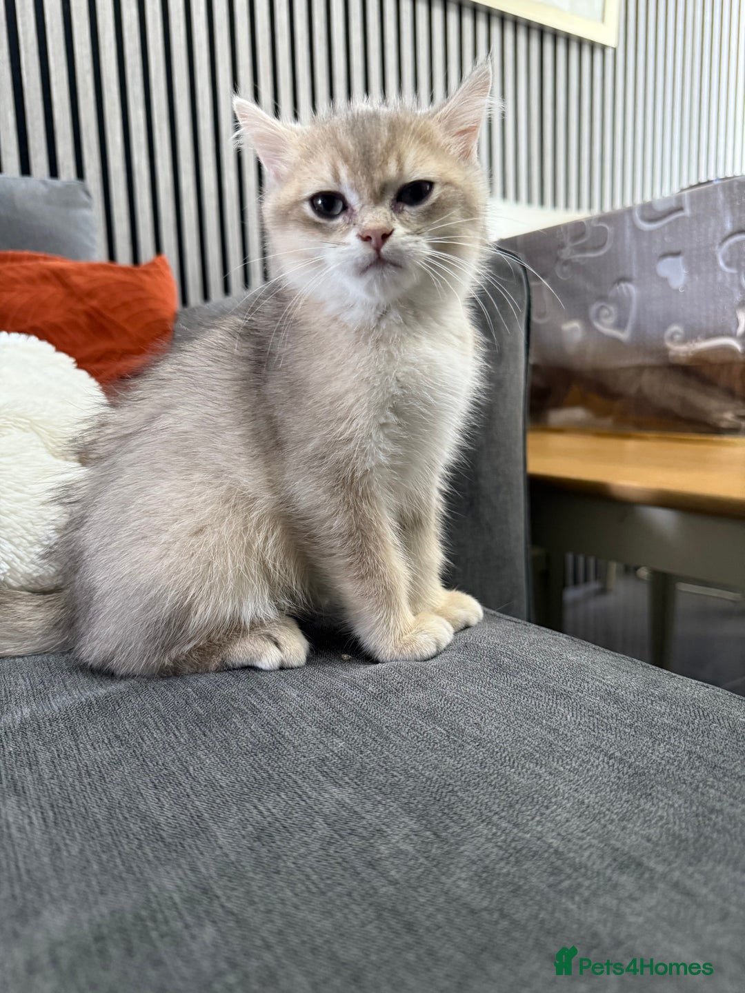 British Shorthair cats for sale: Top quality Champion Gccf british shorthair - Image 6