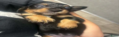 Black and Tan & piebald girl