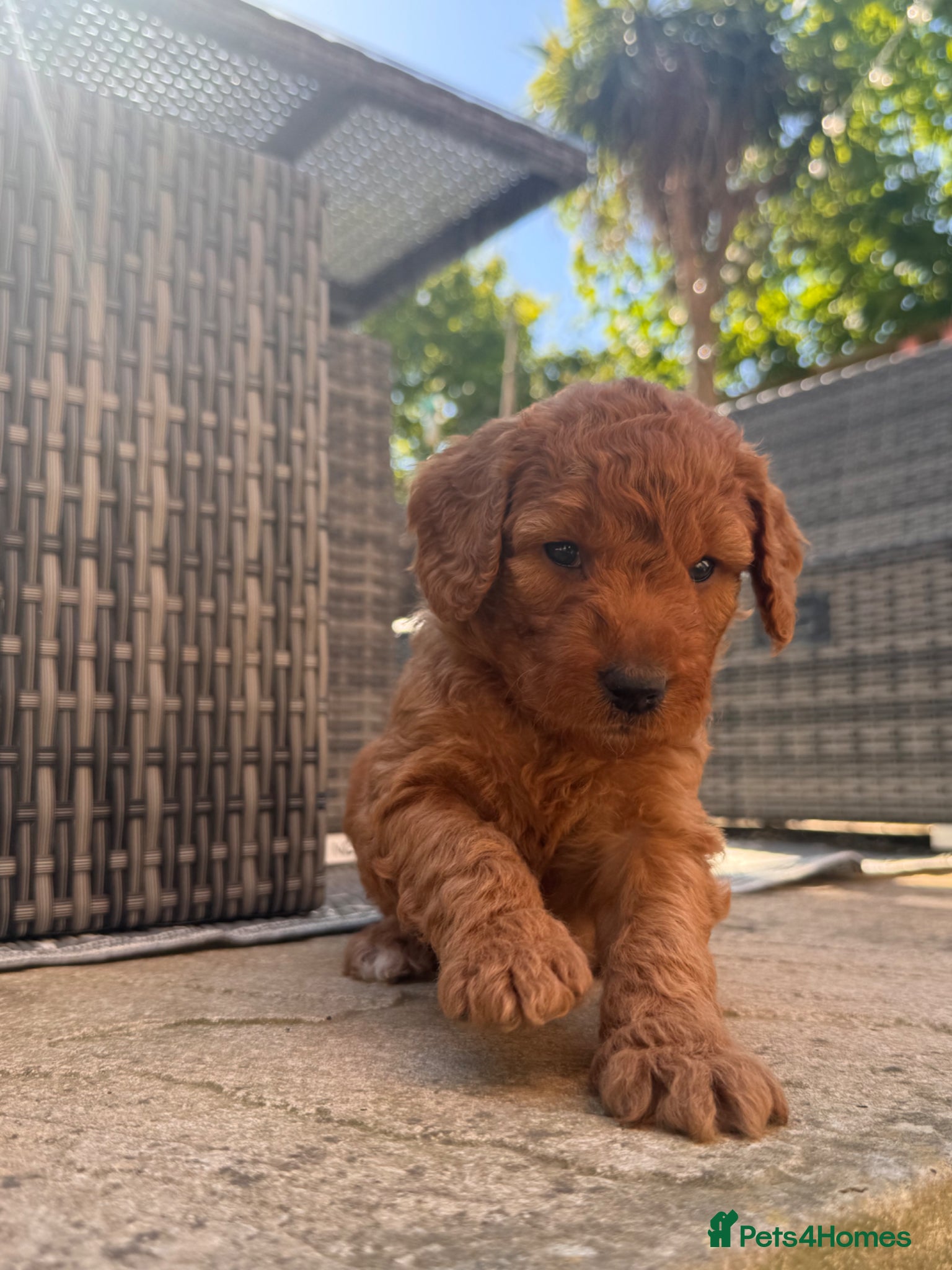 Mixed Breed dogs Adorable Australian Labradoodle puppies - Advert 1