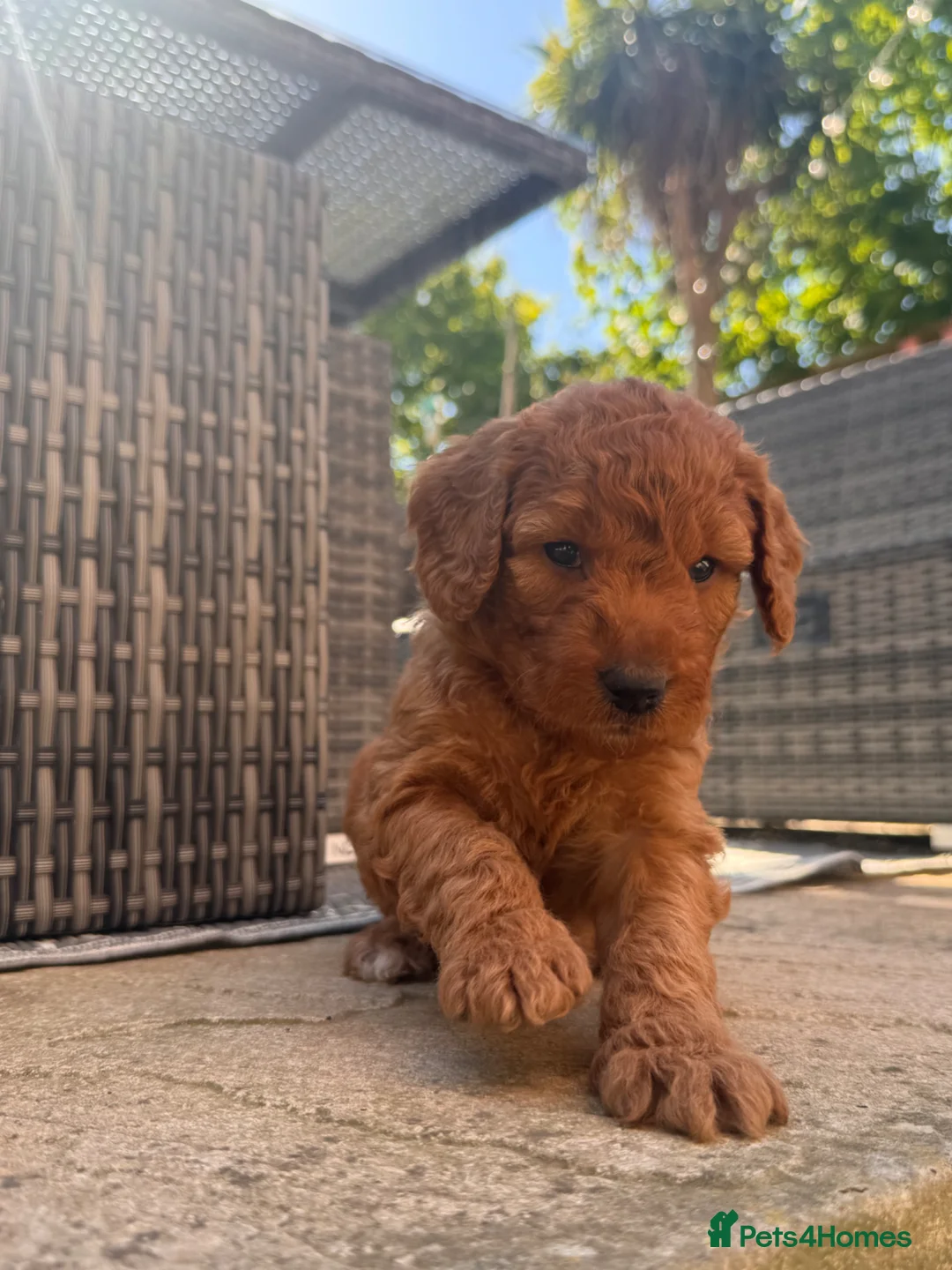 Mixed Breed dogs for sale: Adorable Australian Labradoodle puppies - Advert 1
