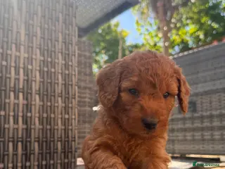 Mixed Breed dogs Adorable Australian Labradoodle puppies - Advert 4