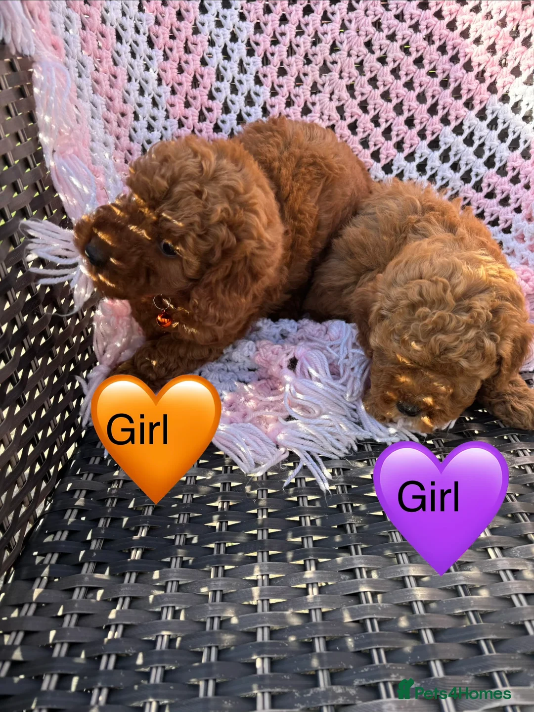 Mixed Breed dogs for sale: cockapoo  - Advert 4