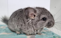 Chinchilla rodents for sale: Royal Persian Angora Male kit - Image 4