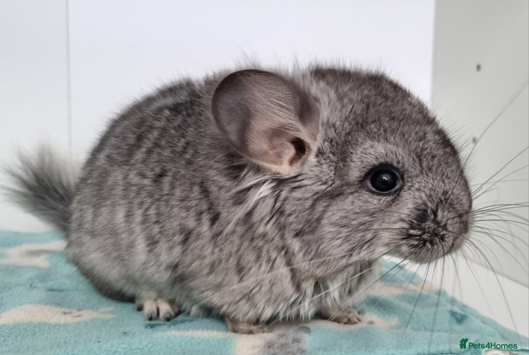 Chinchilla rodents for sale: Royal Persian Angora Male kit - Image 4