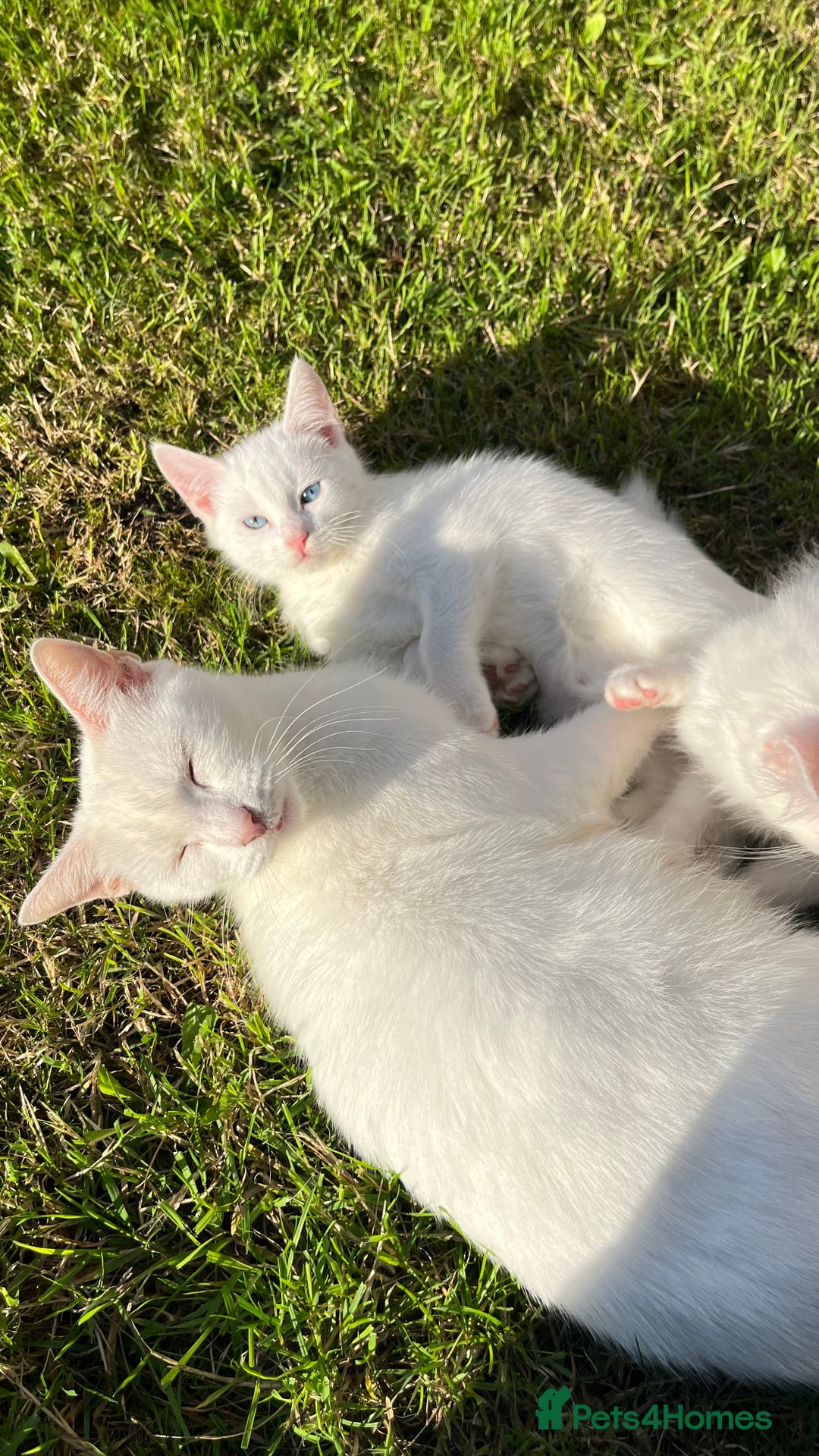 Mixed Breed cats for sale: Stunning 8 weeks old kittens  - Image 2
