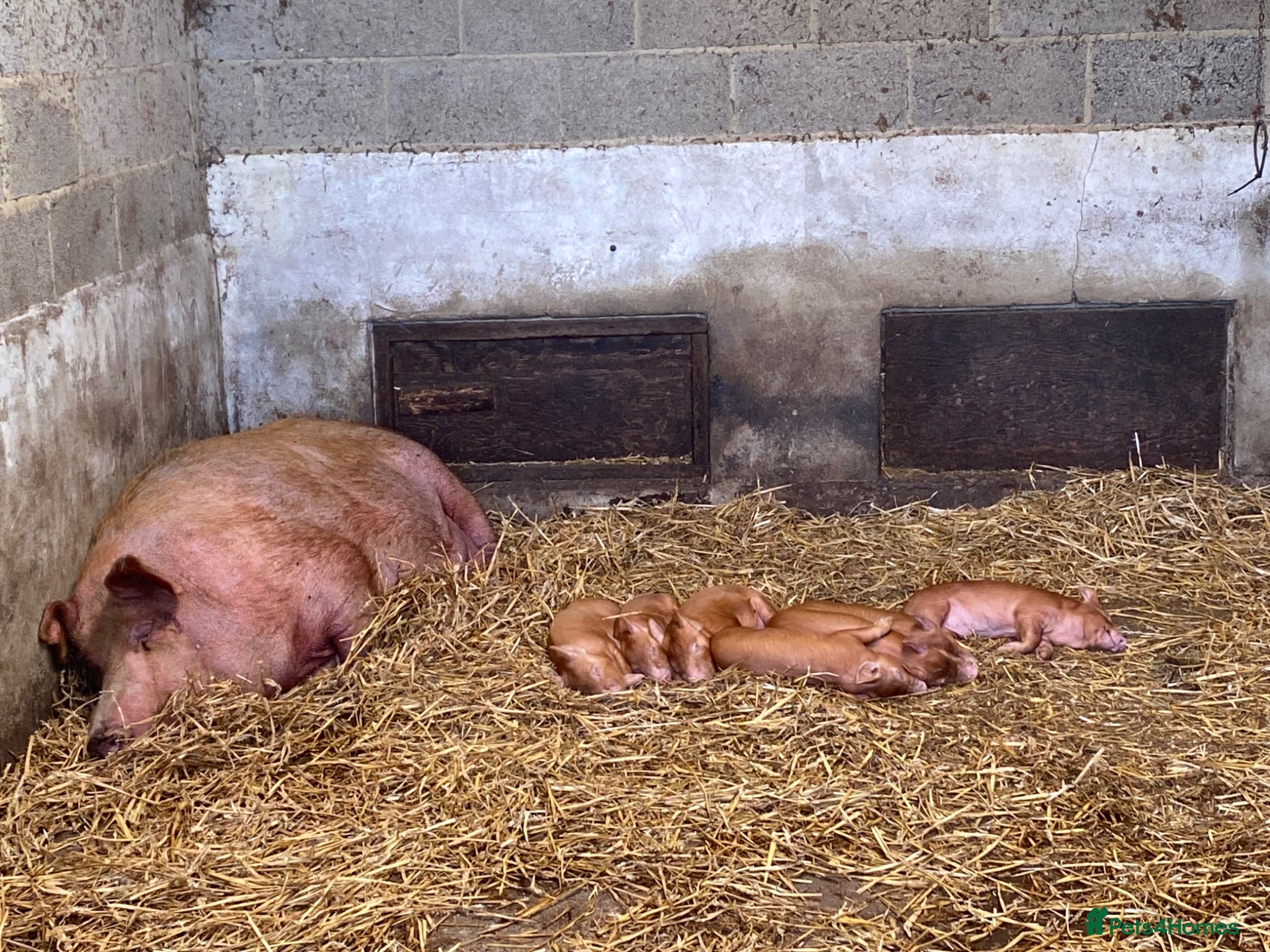 Pig livestock Pedigree Tamworth birth notified Weaners  - Advert 14