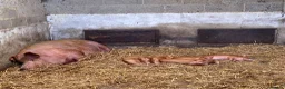 Pig livestock for sale: Pedigree Tamworth birth notified Weaners  - Advert 1