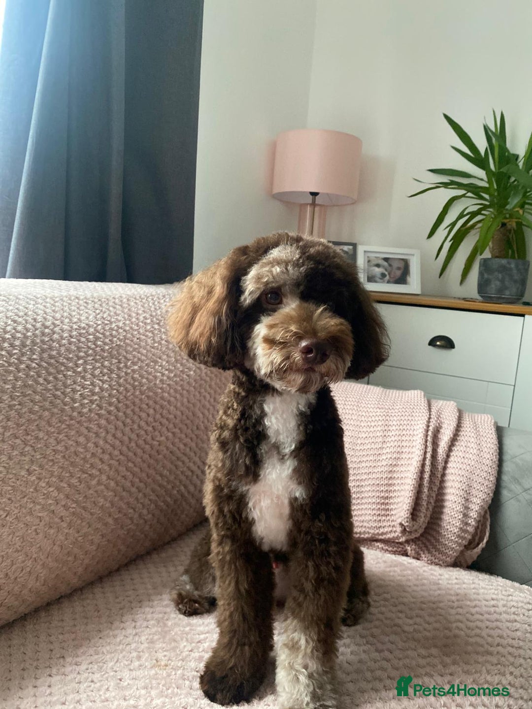 Miniature Poodle dogs for stud: Choc Merle Health Tested Mini Poodle Stud - Advert 4