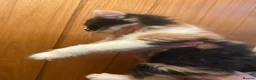Maine Coon cats for sale: 3 beautiful Maine Coon kittens still available! - Advert 14