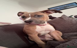 Mixed Breed dogs for sale: Angel - Staffordshire bull terrier cross boxer - Image 7