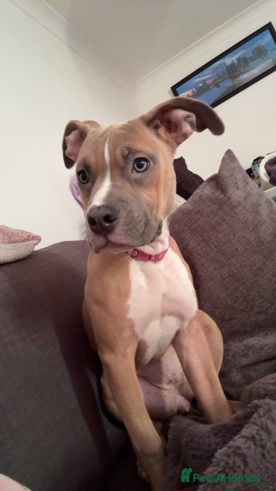 Mixed Breed dogs for sale: Angel - Staffordshire bull terrier cross boxer - Image 7