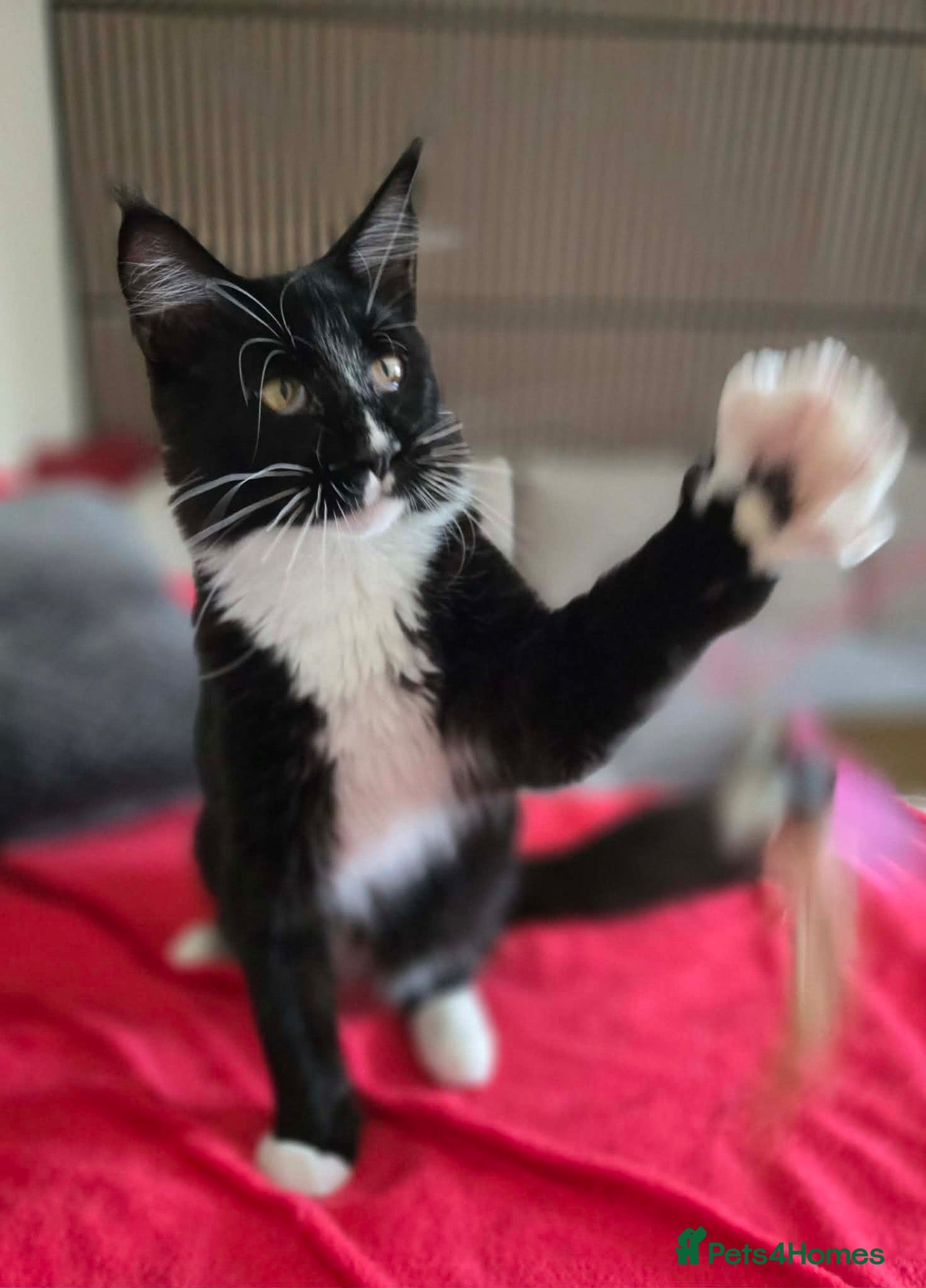 Maine Coon cats Fantastic TICA registered Maine Coon boy. - Advert 2