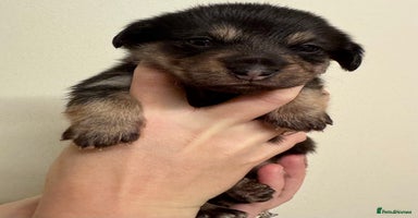 Mixed Breed dogs - Advert 3
