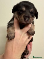 Mixed Breed dogs - Advert 5