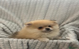 Pomeranian dogs for sale: Pedigree miniature pomeranians - Image 13