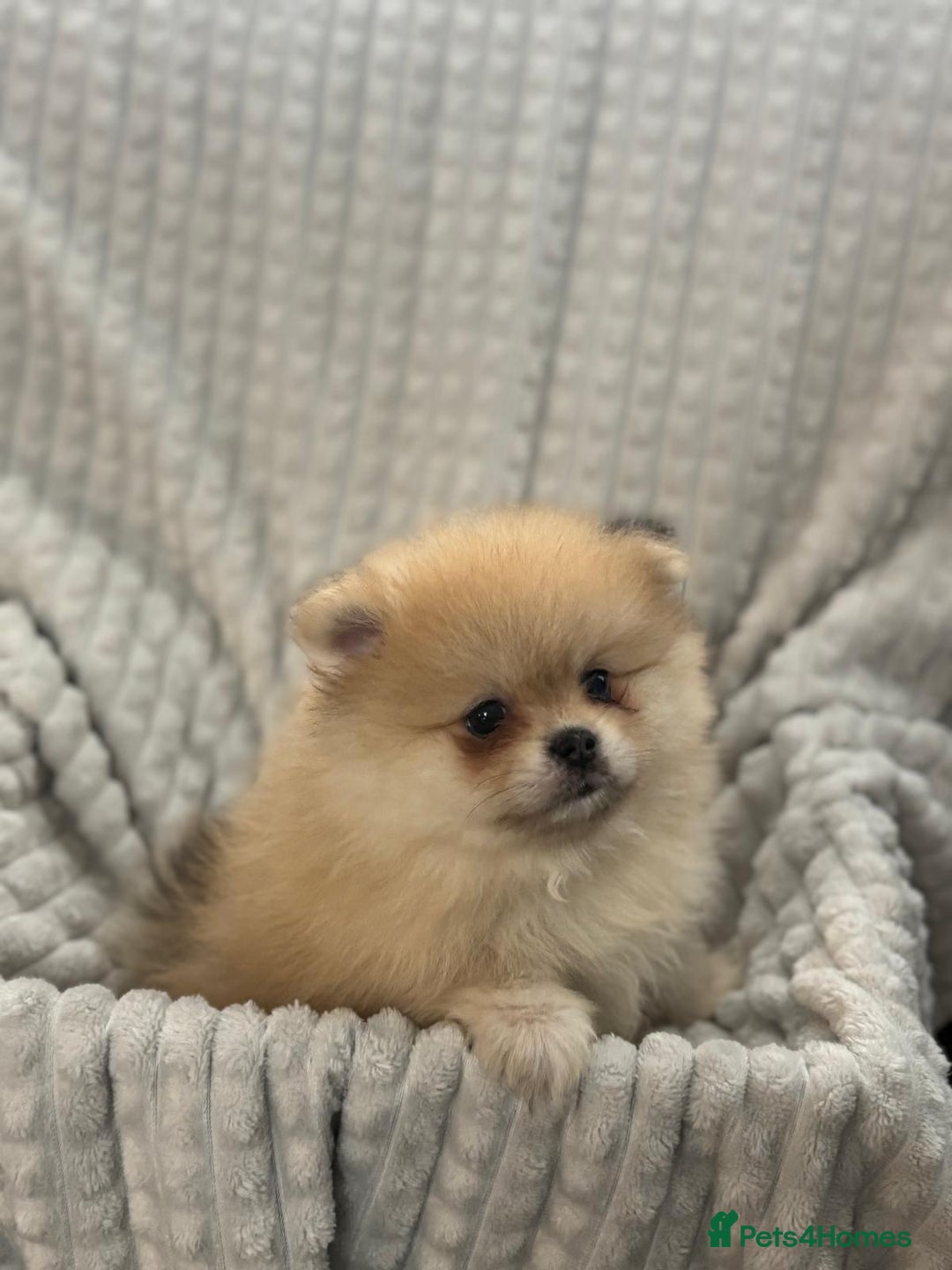 Pomeranian dogs for sale: Pedigree miniature pomeranians - Image 13