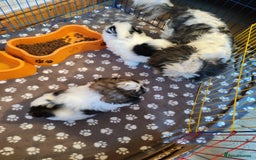 Shih Tzu dogs for sale: 2 Beautiful puppies - Image 4