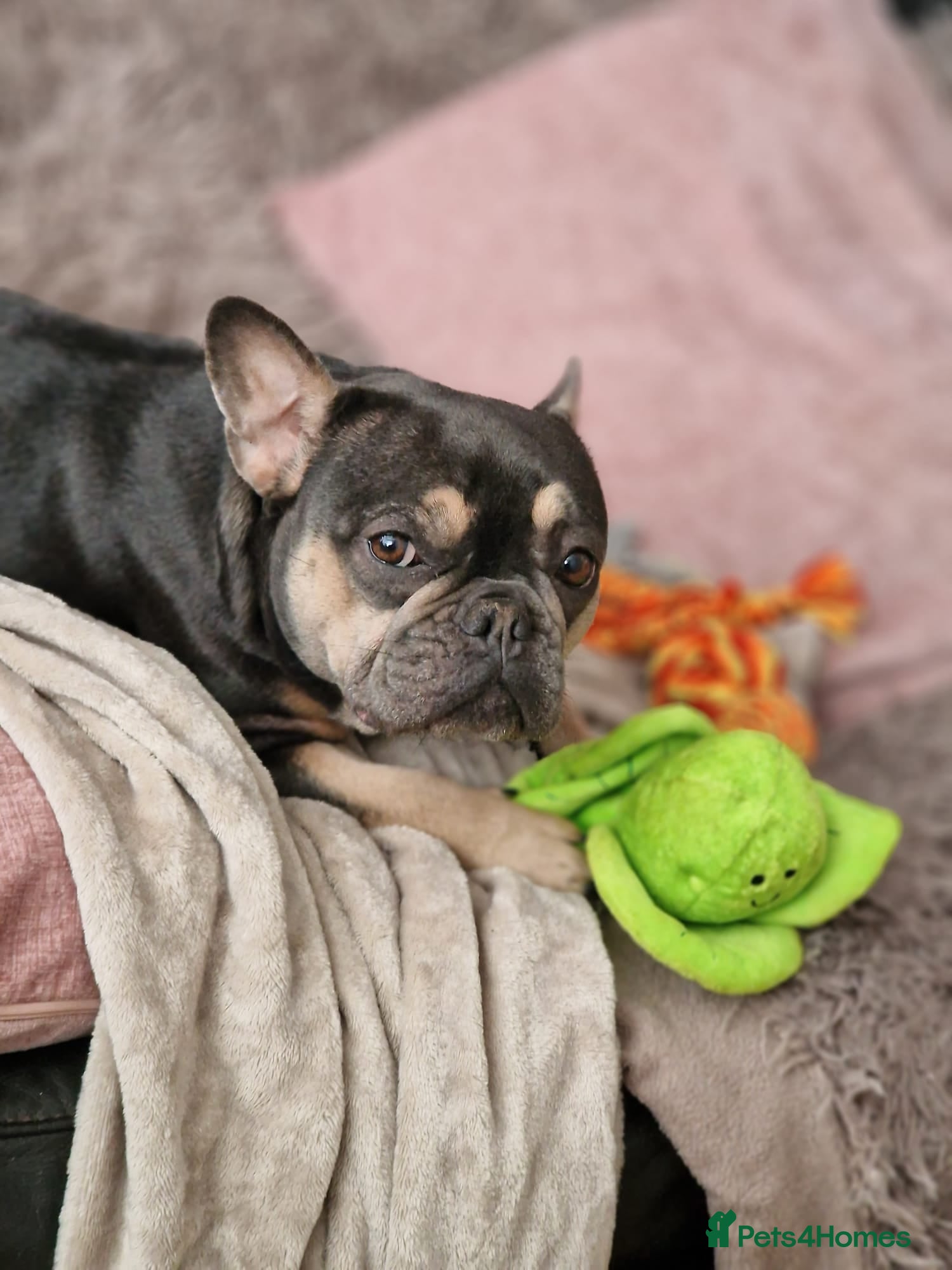 French Bulldog dogs 7 stunning French Bulldog puppies - Advert 1