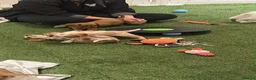 Cavalier King Charles Spaniel dogs for sale: 🐾AMAZING KC REGISTERED CAVALIERS 🐾 - Advert 2
