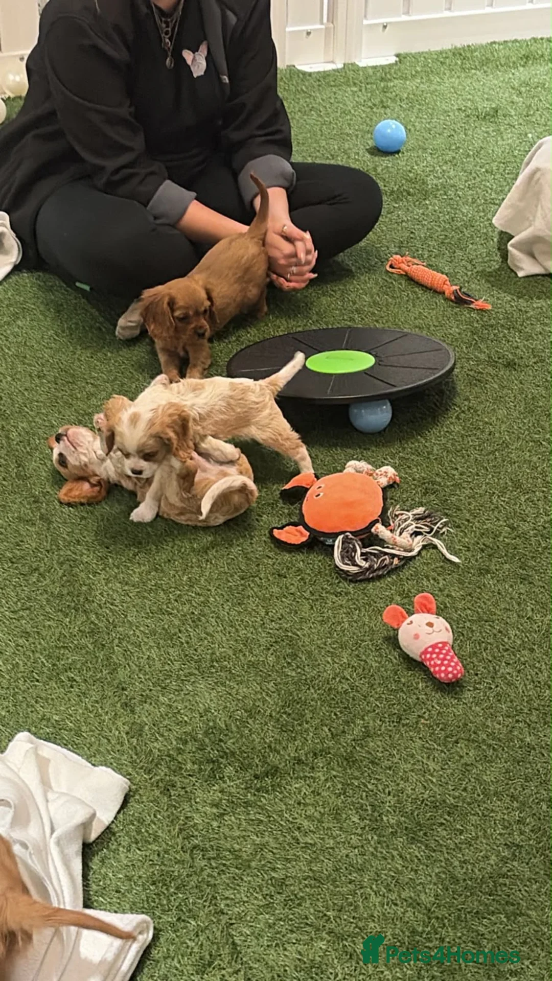 Cavalier King Charles Spaniel dogs for sale: 🐾AMAZING KC REGISTERED CAVALIERS 🐾 - Advert 2