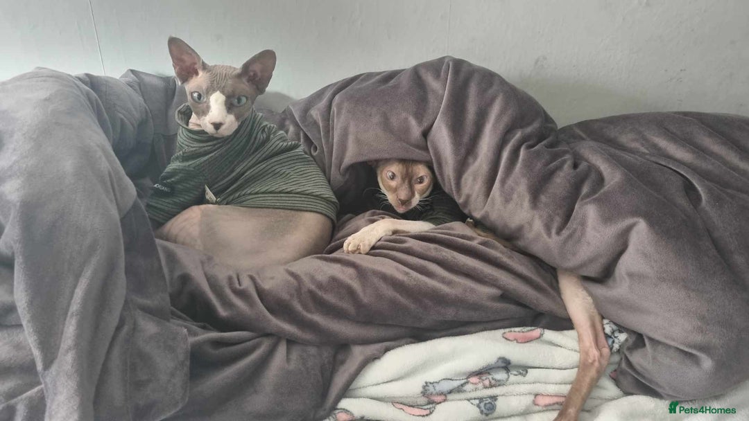 Cornish Rex cats for sale: Kira and Sushi - Image 2
