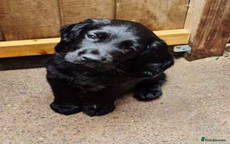 Sprocker dogs for sale: Sprocker F1  - Image 15