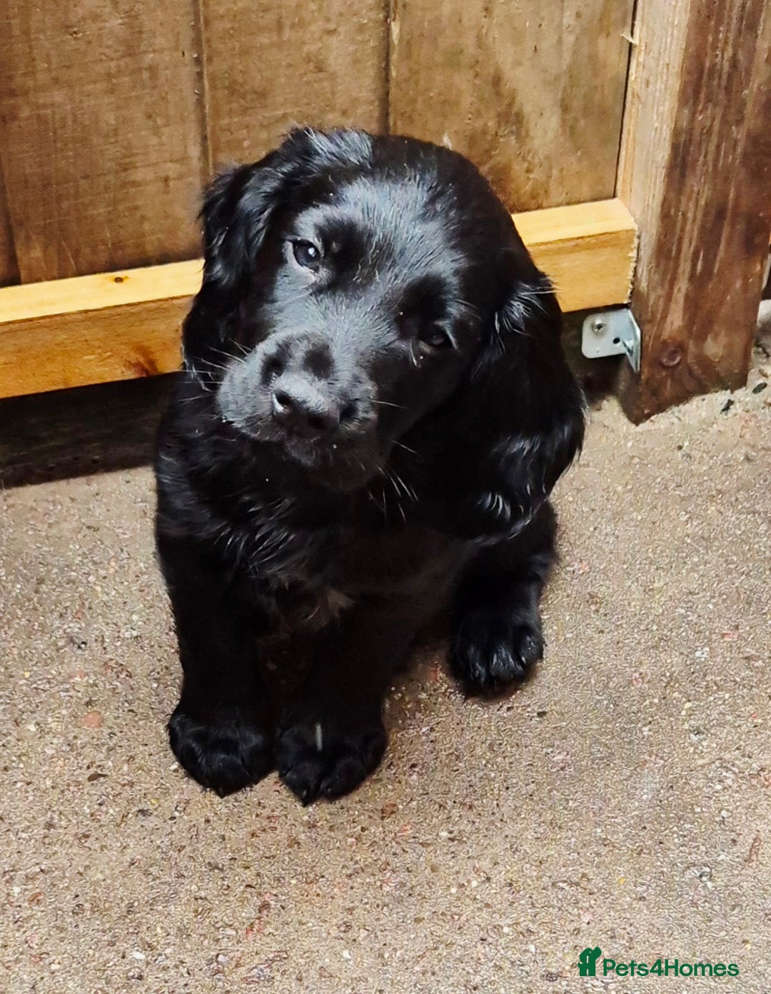 Sprocker dogs for sale: Sprocker F1  - Image 15