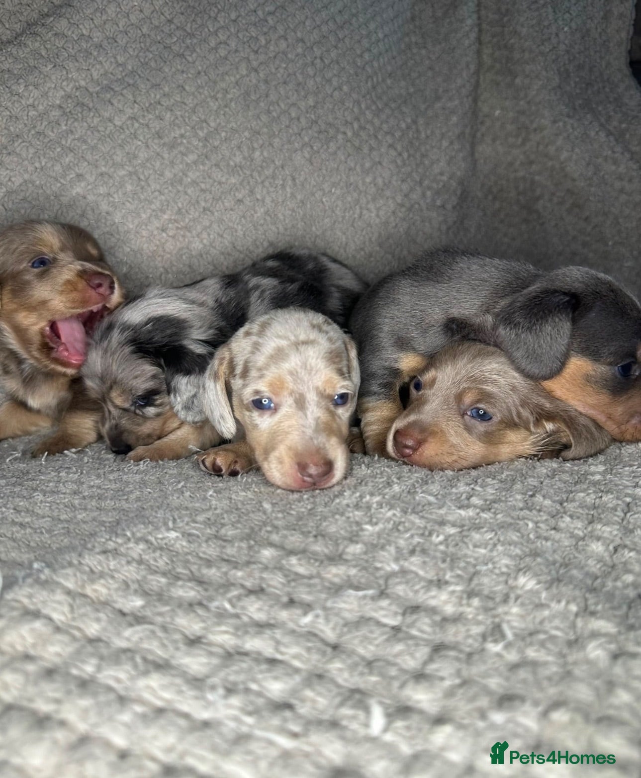 Miniature Dachshund dogs KC Blue & Lilac & Cream & Longhair MiniDachshund🤍 - Advert 11