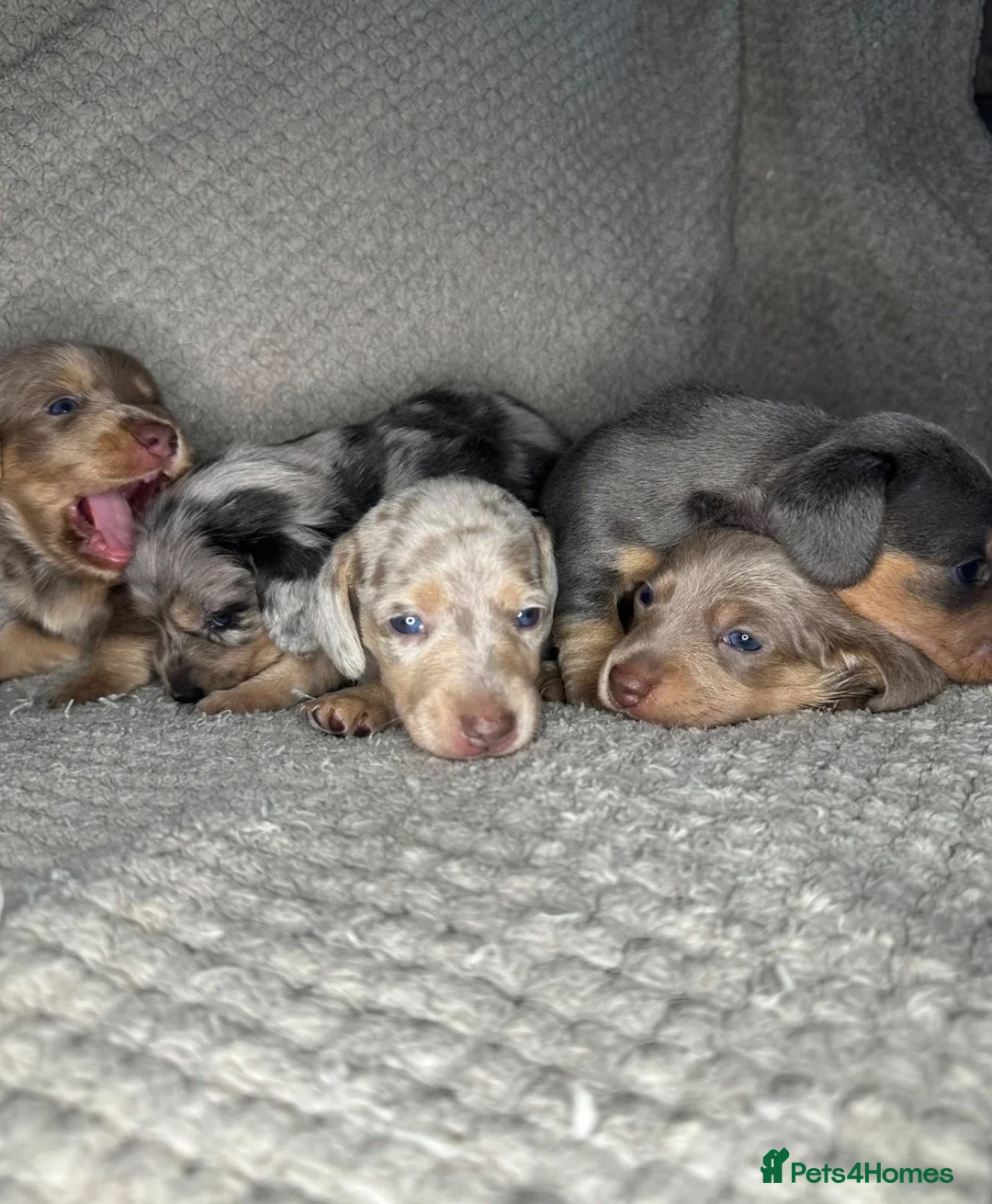 Miniature Dachshund dogs for sale: KC Blue & Lilac & Cream & Longhair MiniDachshund🤍 - Advert 1