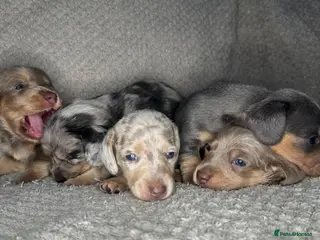 Miniature Dachshund dogs KC Blue & Lilac & Cream & Longhair MiniDachshund🤍 - Advert 5