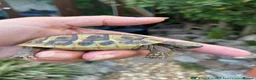 Hermann Tortoise reptiles for sale: Herman’s tortoises for sale - Advert 4