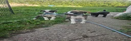 Lurcher dogs for sale: Stunning Kelpie lurchers  - Advert 9