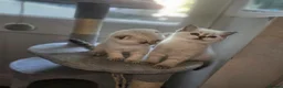 Scottish Fold cats for sale: Tica full pedigree scottish fold kittens london  - Advert 36