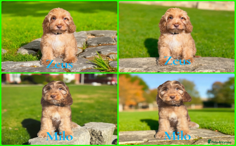 Cockapoo dogs - Advert 4