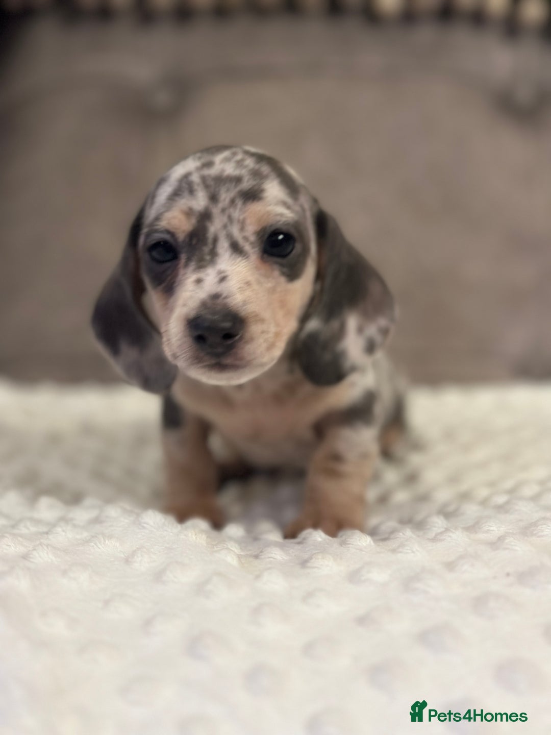 Miniature Dachshund dogs for sale: KC blue & cream dapple miniatu dachshunds last boy - Advert 15