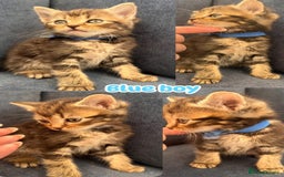 Siberian cats for sale: 2 super friendly beautiful loving boys - Image 3