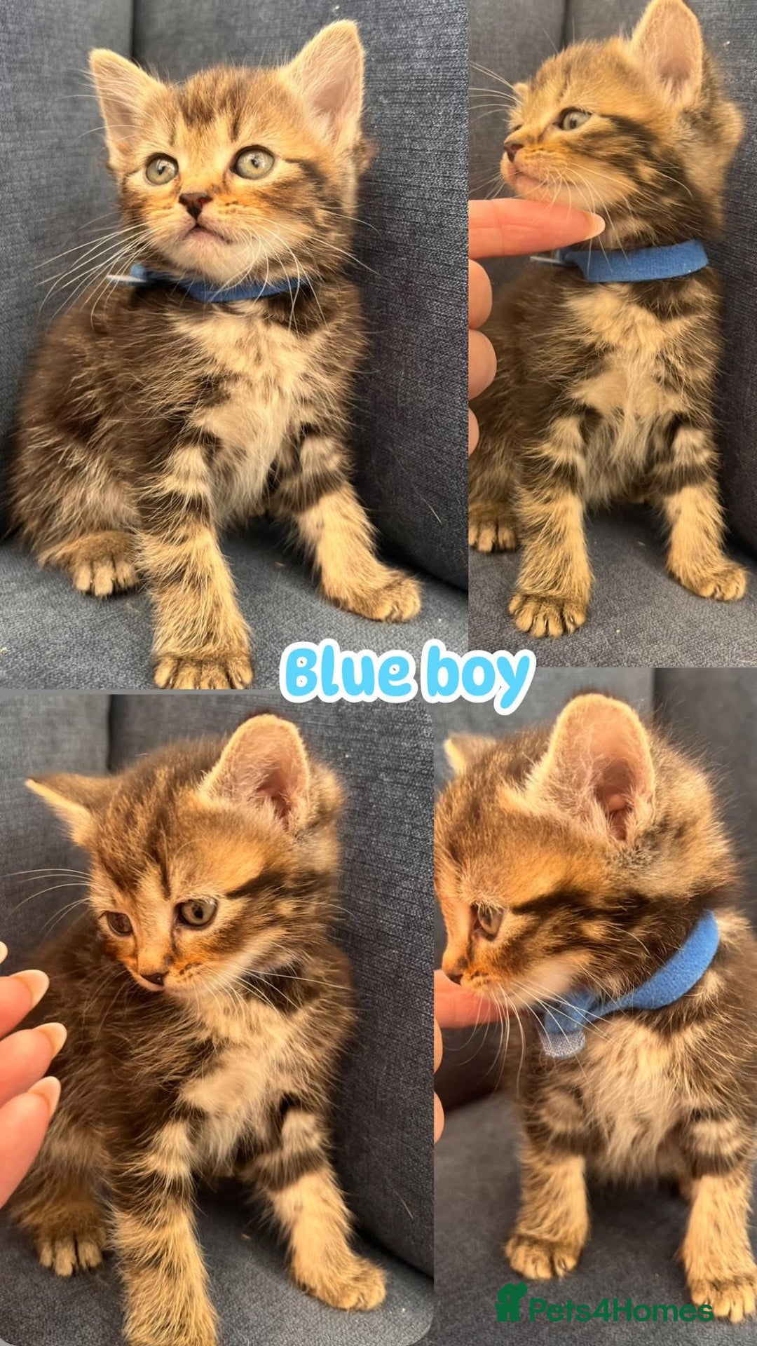 Siberian cats for sale: 2 super friendly beautiful loving boys - Image 3