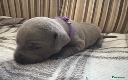 Staffordshire Bull Terrier dogs for sale: 8 Staffordshire Bull Terriers  - Image 26