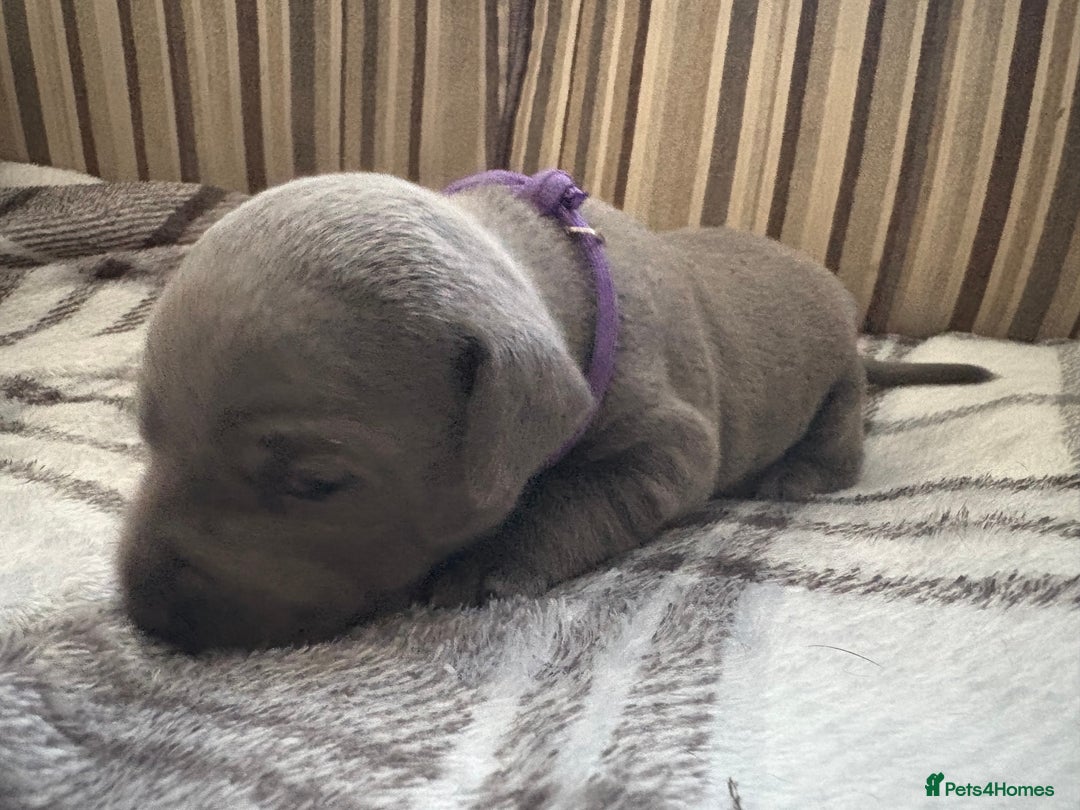 Staffordshire Bull Terrier dogs for sale: 8 Staffordshire Bull Terriers  - Image 26