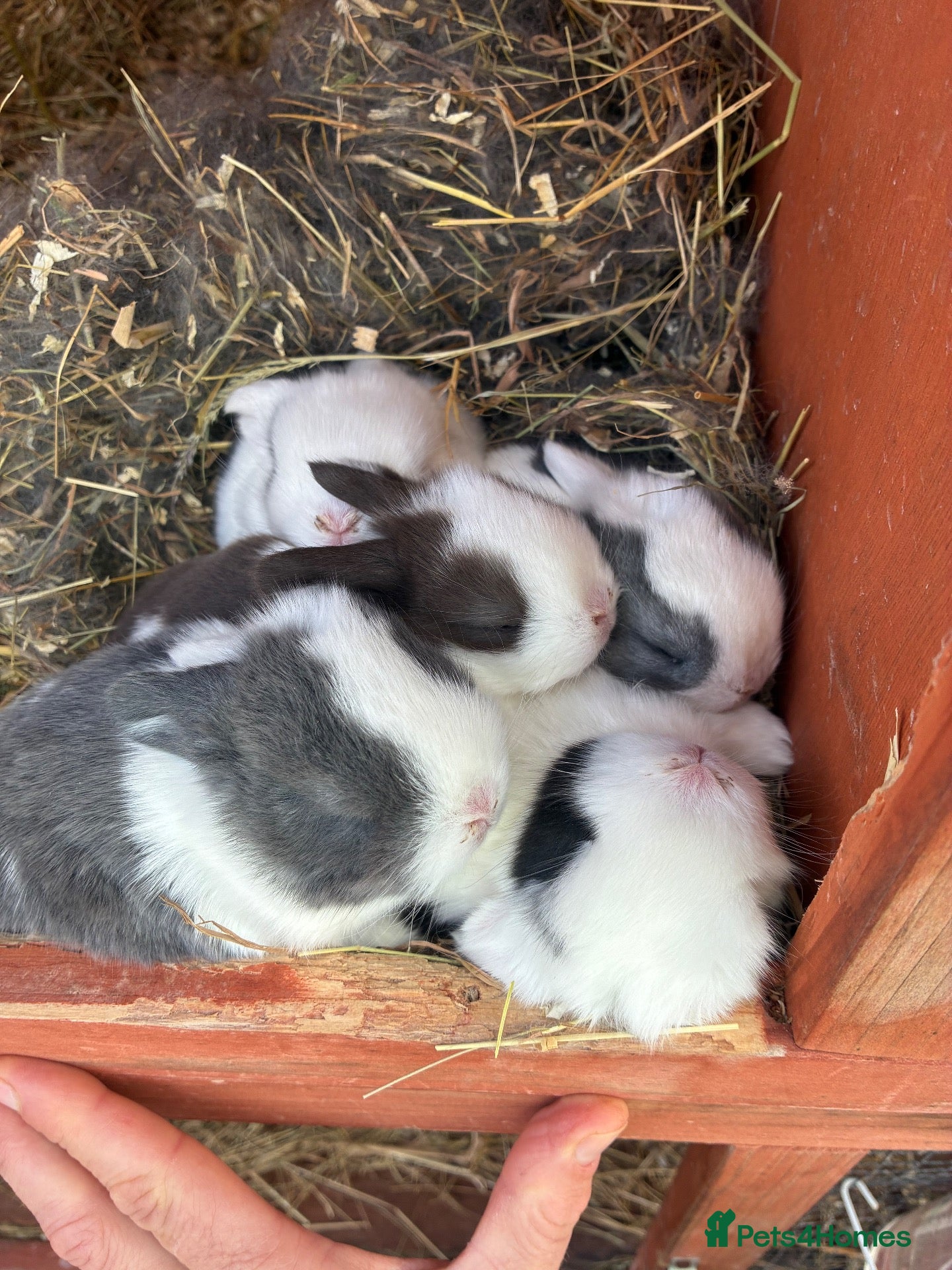 Mini Lop rabbits Beautiful Mini Lop Babies – Cornwall 🐰❤️ - Advert 2
