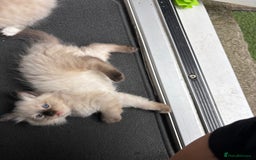 Ragdoll cats for sale: Ragdoll kittens - Image 6